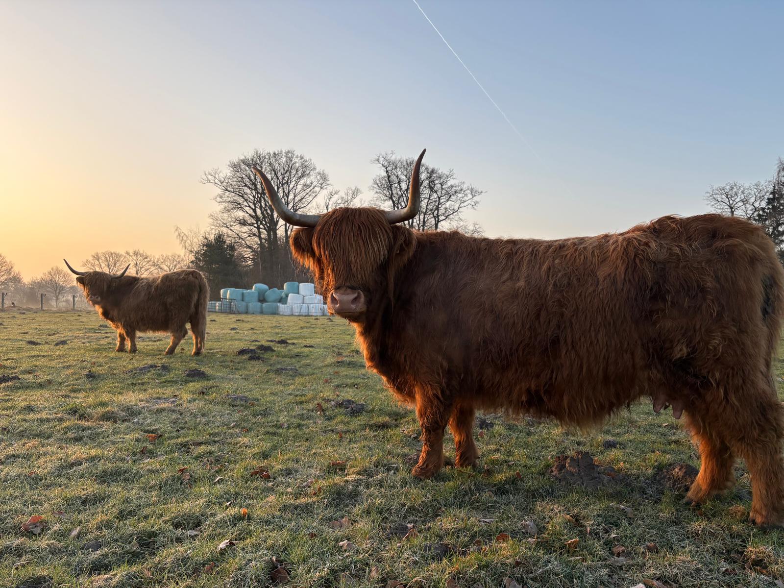 Rinder auf der Weide